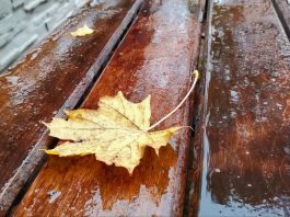 На границе двух времён: время перед золотой осенью. Фоторепортаж
