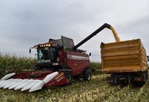 Сельскохозяйственные предприятия Борисовщины приступили к уборке кукурузы на зерно