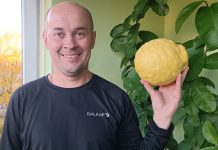 Желтый великан: лимон весом 1606 граммов вырастил борисовчанин