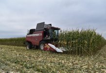 В Беларуси намолочено более 9,9 млн тонн зерна, собрано 98 тыс. тонн овощей