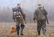 Охота на зайца открывается в октябре: сроки, правила и важные напоминания для охотников